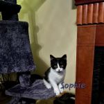 Artesian Veterinary Clinic, Inc.