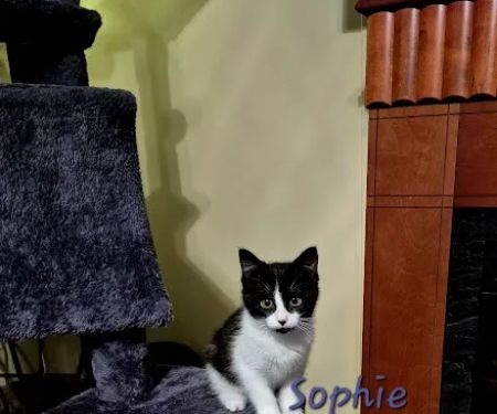 Artesian Veterinary Clinic, Inc.