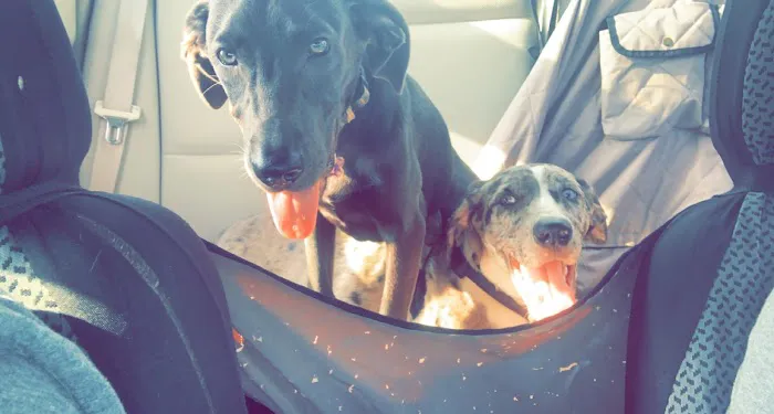 Pickrell Veterinary Clinic Picture 9