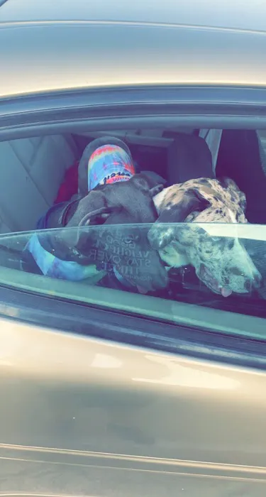 Pickrell Veterinary Clinic Picture 8