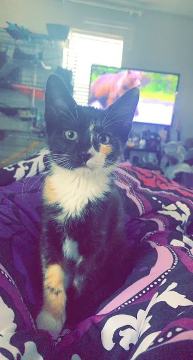 Pickrell Veterinary Clinic Picture 10