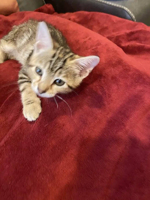 Woodland Animal Hospital Picture 3