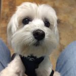 Woodland Animal Hospital