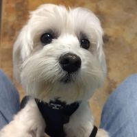 Woodland Animal Hospital ico