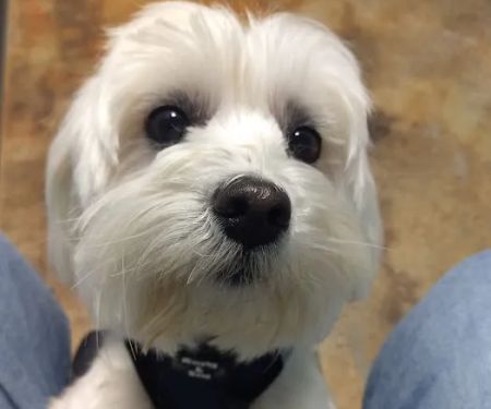 Woodland Animal Hospital