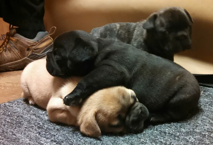 Woodland Animal Hospital Picture 4