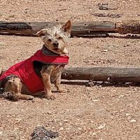 Beatrice Animal Hospital ico