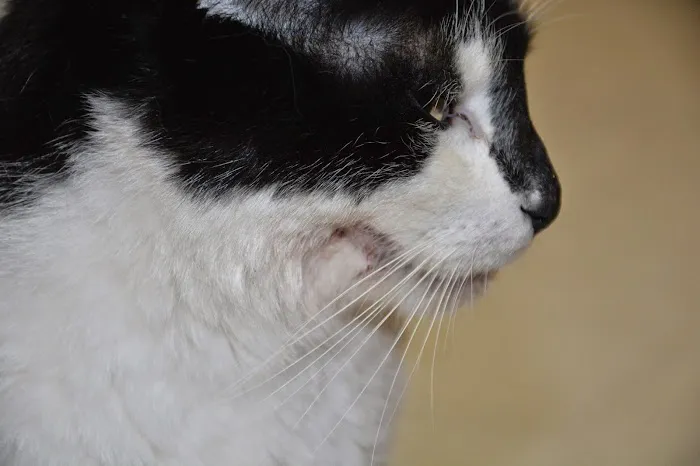 Beatrice Animal Hospital Picture 7