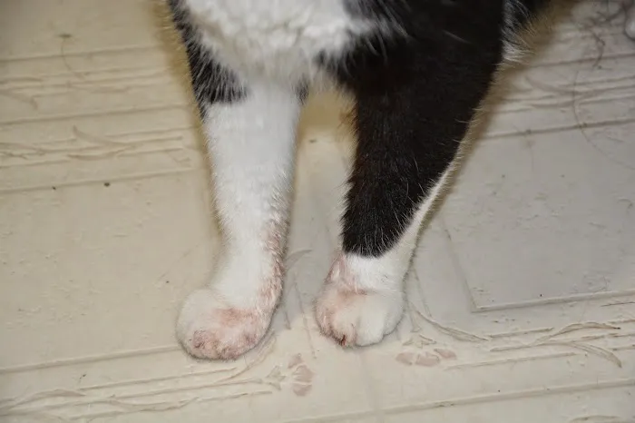 Beatrice Animal Hospital Picture 9