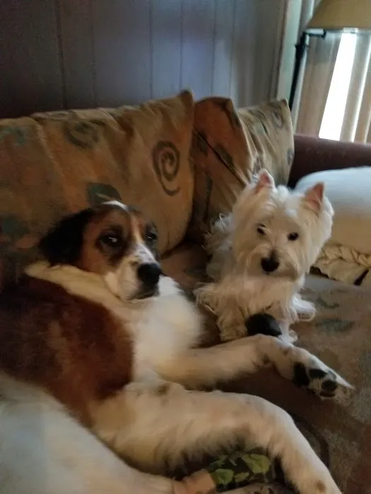 Beatrice Animal Hospital Picture 10