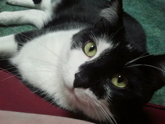 Beatrice Animal Hospital Picture 8