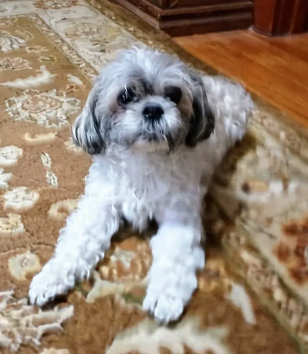 Oakview Veterinary Clinic Picture 3