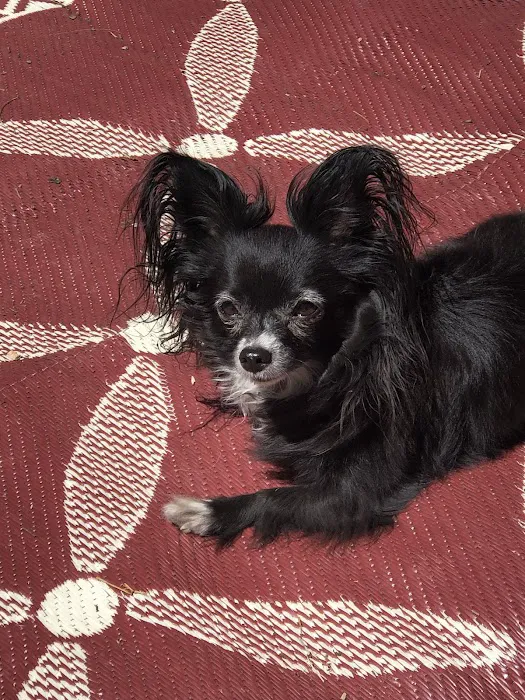 Oakview Veterinary Clinic Picture 4