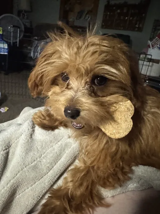 Oakview Veterinary Clinic Picture 5