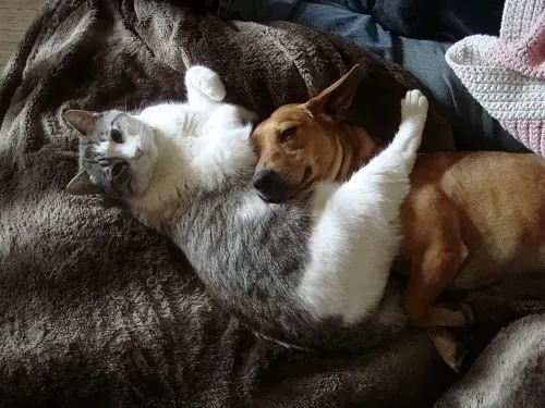 Oakview Veterinary Clinic Picture 7