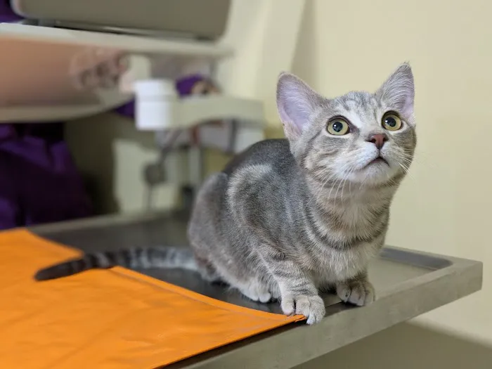 Union Hill Animal Hospital Picture 1