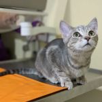 Union Hill Animal Hospital