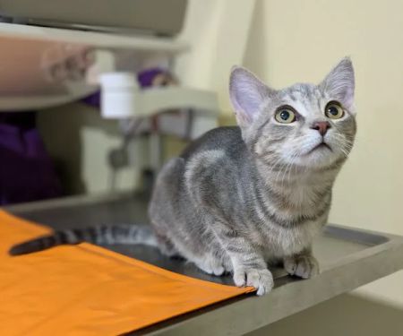 Union Hill Animal Hospital