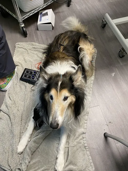 Union Hill Animal Hospital Picture 5