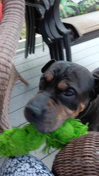 Northeast Animal Hospital Picture 5