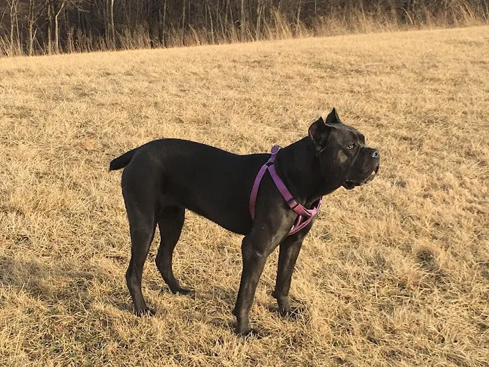 Northeast Animal Hospital Picture 6