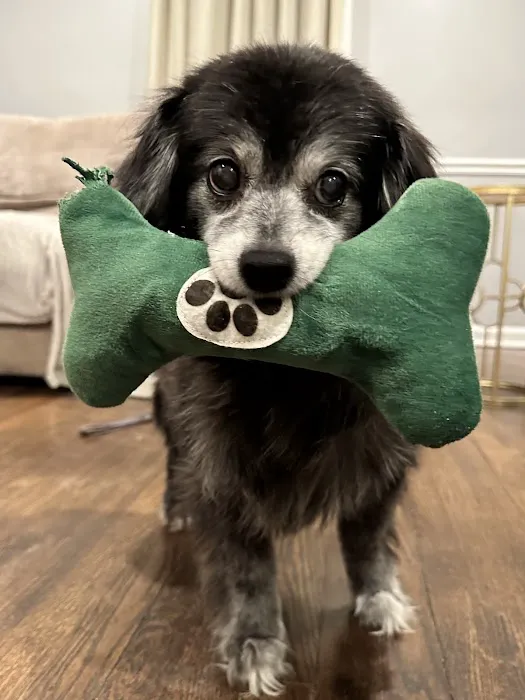 Northeast Animal Hospital Picture 3