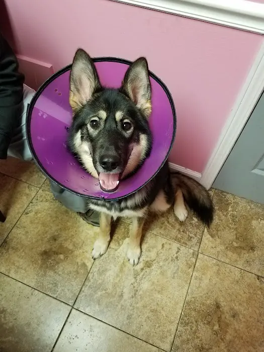 Northeast Animal Hospital Picture 8