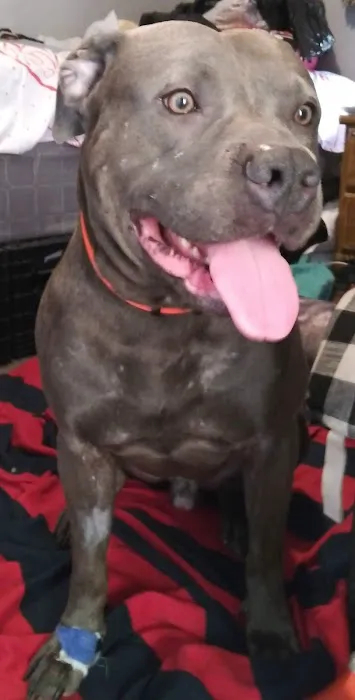 Northeast Animal Hospital Picture 7