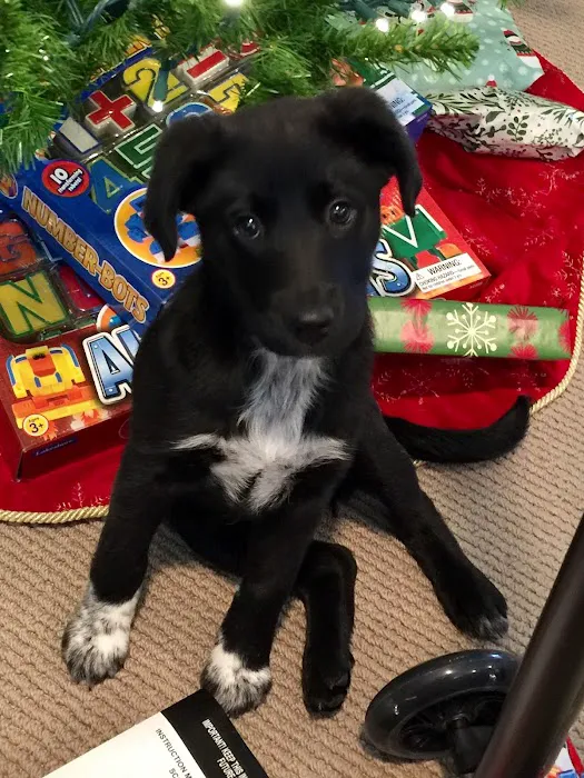 Bethel Animal Hospital Picture 2