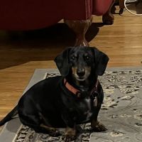 Bethel Animal Hospital ico