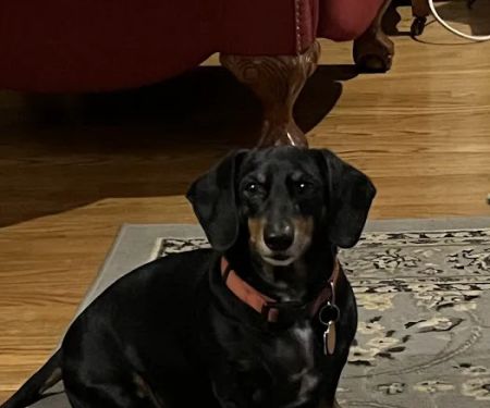 Bethel Animal Hospital