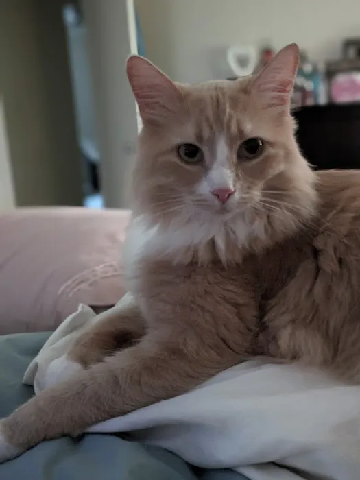 Bethel Animal Hospital Picture 5