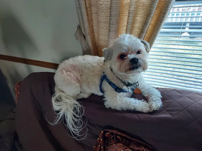 Bethel Animal Hospital Picture 6