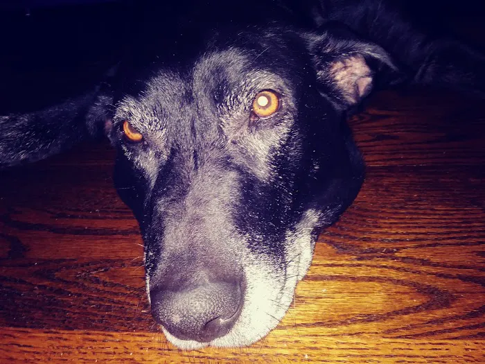 Bethel Animal Hospital Picture 9