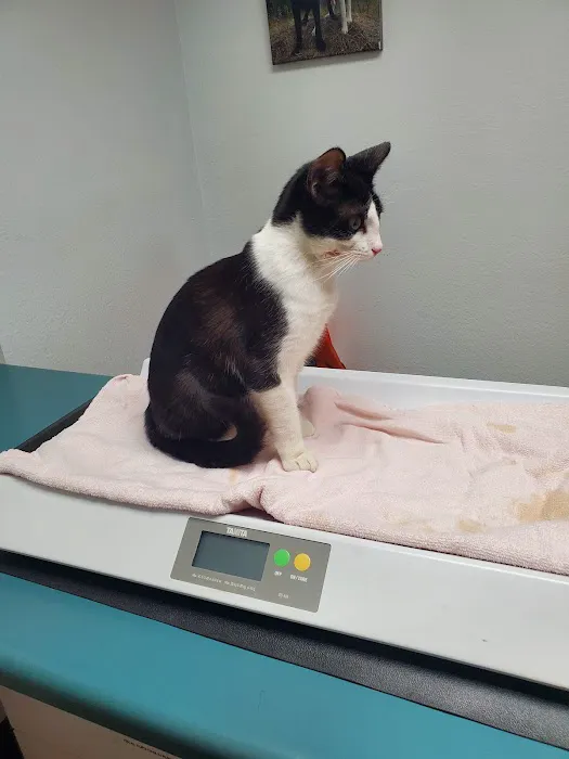 VCA Welborn Animal Hospital Picture 1