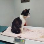 VCA Welborn Animal Hospital