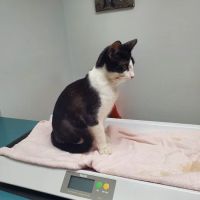 VCA Welborn Animal Hospital ico