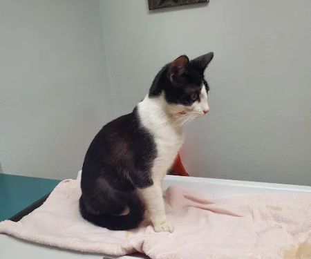 VCA Welborn Animal Hospital