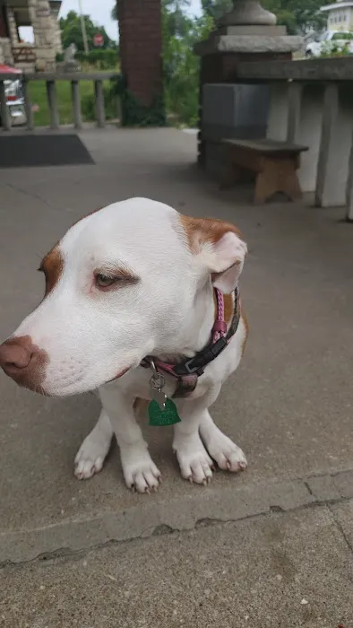 VCA Welborn Animal Hospital Picture 6