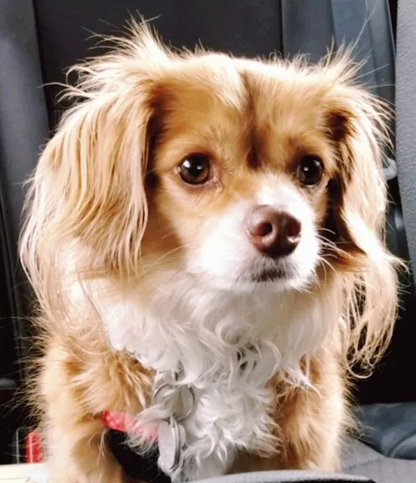 VCA Welborn Animal Hospital Picture 8