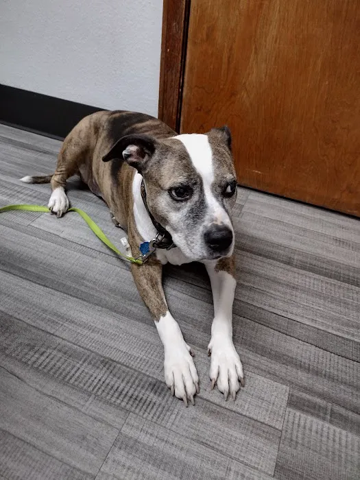 VCA Welborn Animal Hospital Picture 4