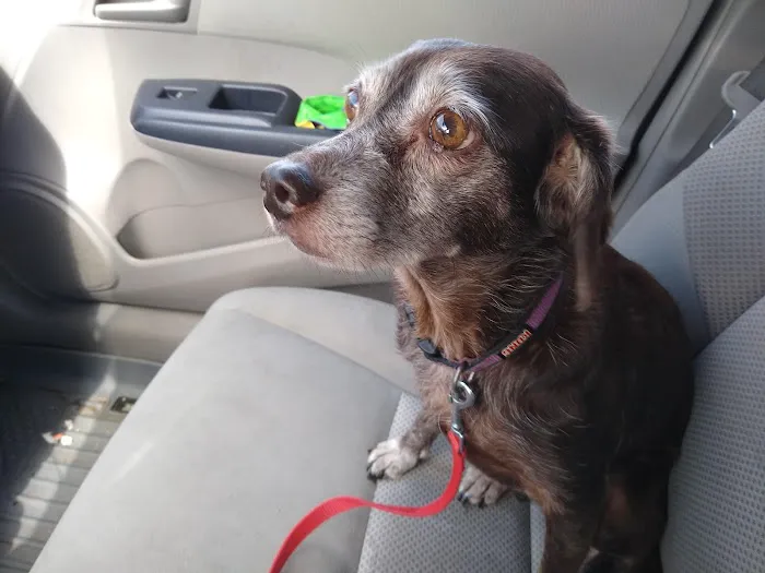 VCA Welborn Animal Hospital Picture 7