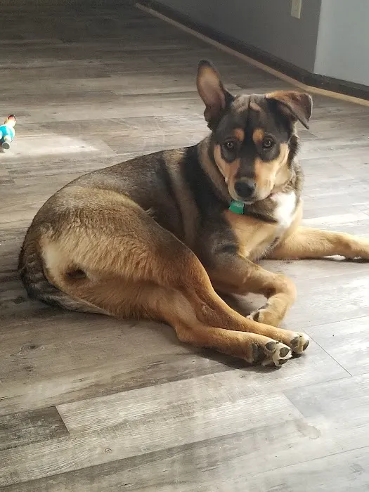 VCA Welborn Animal Hospital Picture 5