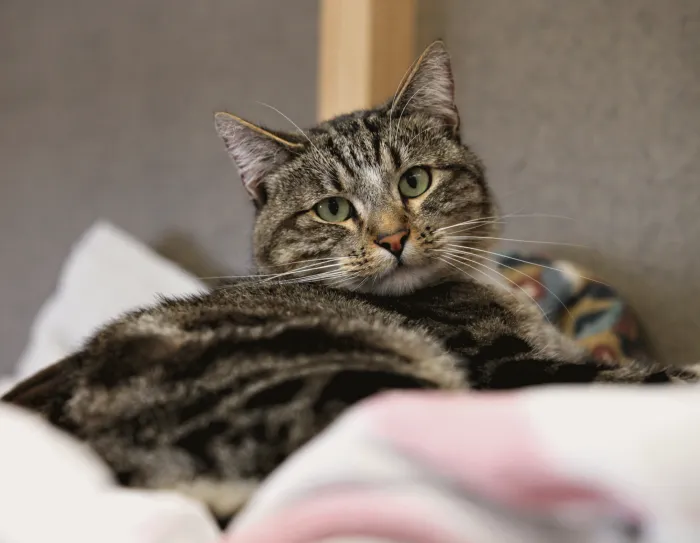 VCA Welborn Animal Hospital Picture 9