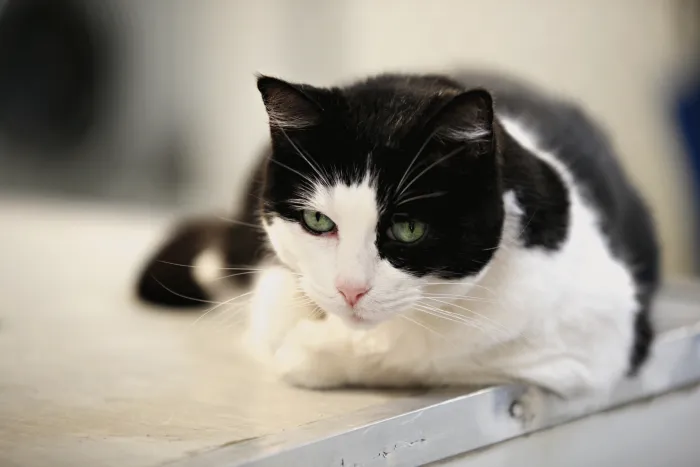 VCA Welborn Animal Hospital Picture 10