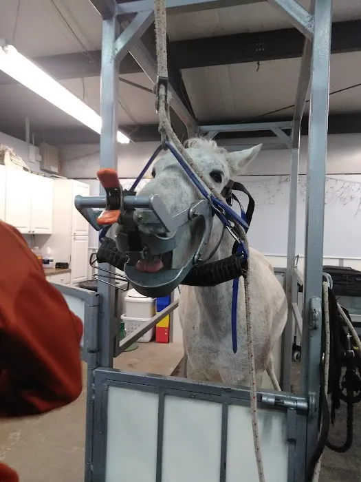 Strain Equine Services, LLC Picture 4