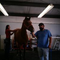 Strain Equine Services, LLC ico