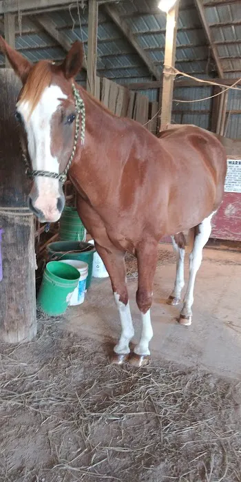 Strain Equine Services, LLC Picture 2