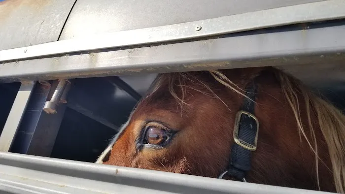 Strain Equine Services, LLC Picture 7