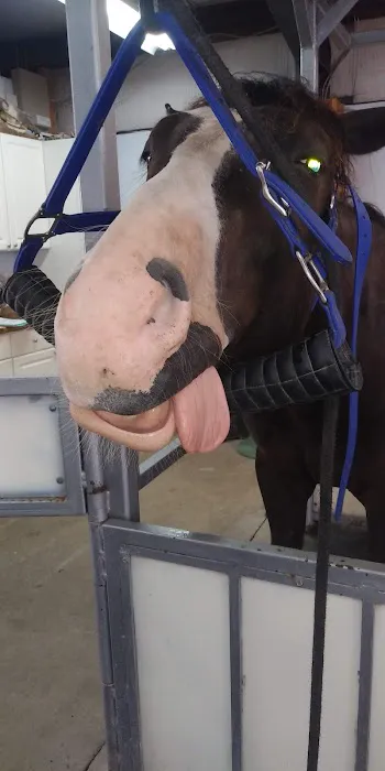 Strain Equine Services, LLC Picture 5